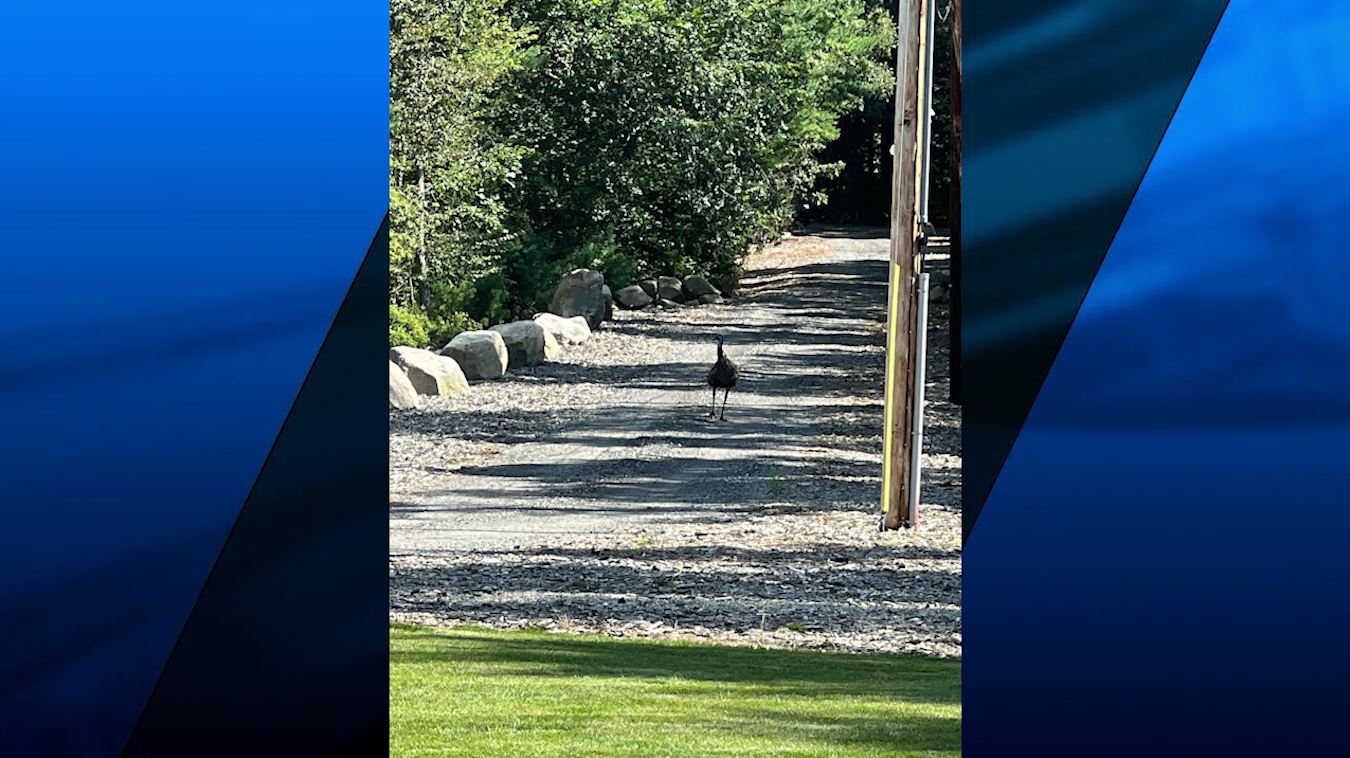 Loose emu evades capture in Lakevillev_1N5nqFiRwB