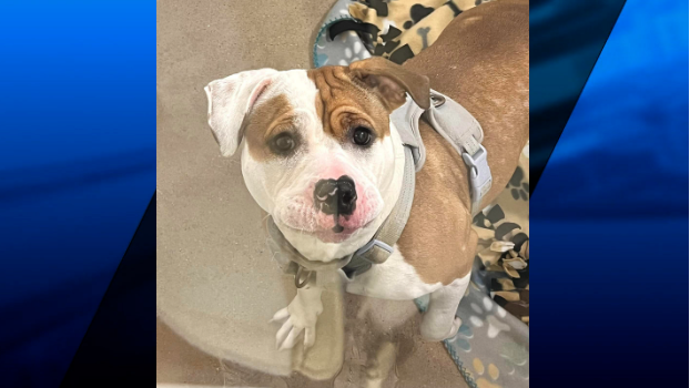 Newport police searching for owner of abandoned dog | ABC6