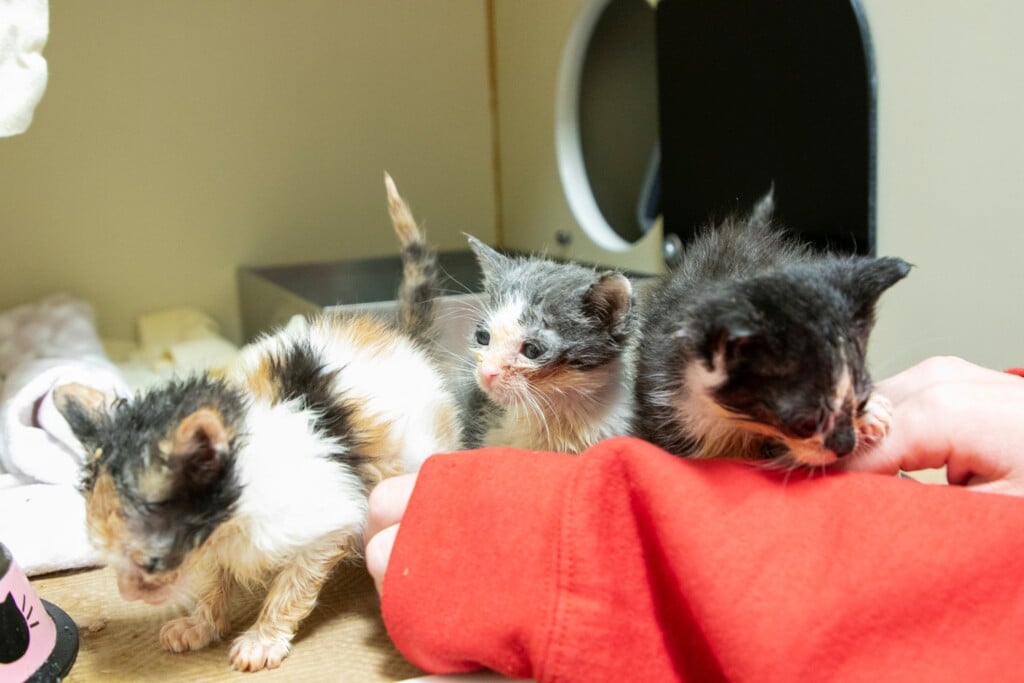 ARL Takes in More Than 75 Cats from Overcrowding Situations - Animal Rescue  League of Boston