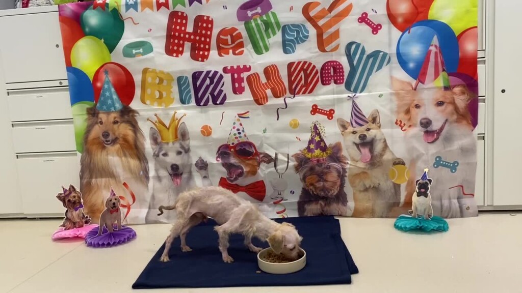 The Rispca Shared This Video Of Coco, Who Came To Them Emaciated And Unable To Walk, Celebrating His First Birthday