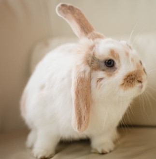 Bunny