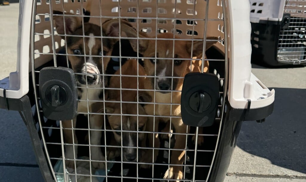 Thumbnail Two Of The Dogs Awaiting Transport From Hanscom Field To An Mspca Shelte2