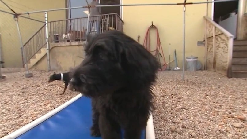 Spca