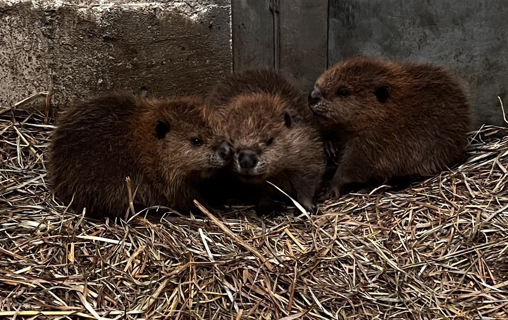 New Bedford's Buttonwood Park Zoo welcomes baby beavers | ABC6