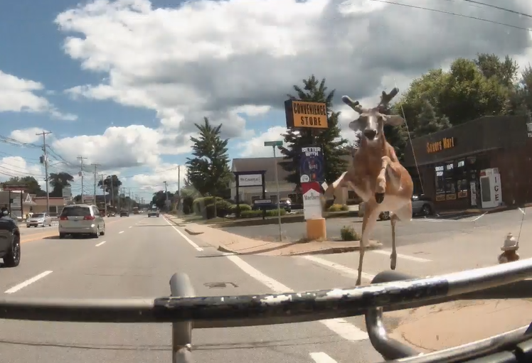 Deer Ripta
