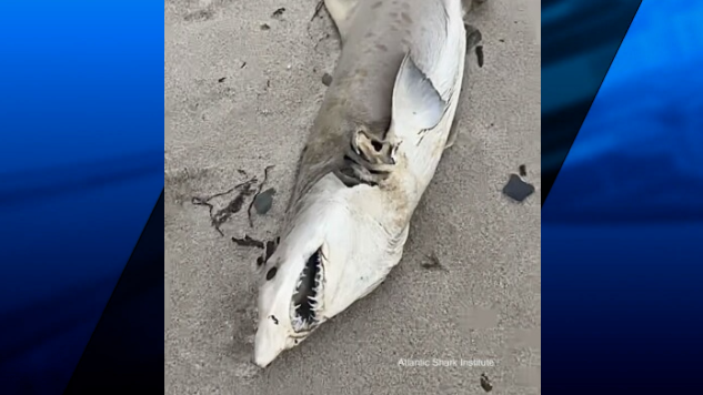 Little Compton Shark