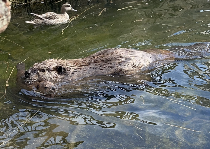 New Bedford's Buttonwood Park Zoo welcomes baby beavers | ABC6