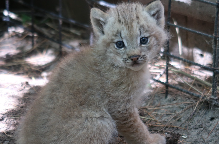 Canada Lynx kittens welcomed to New Bedford's Buttonwood Park Zoo | ABC6