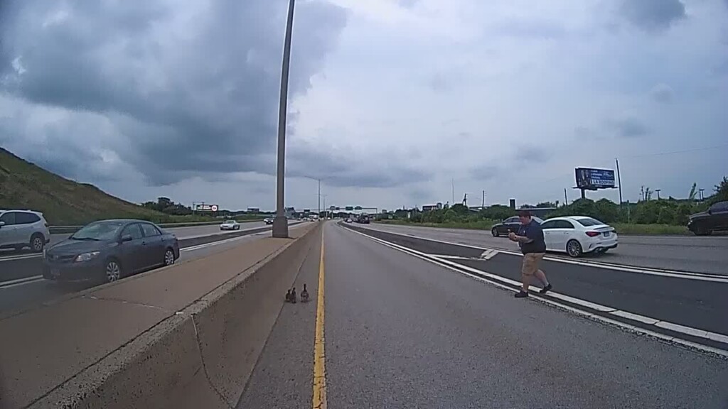 CT State Troopers help family of ducks on I-91 in Hartford | ABC6