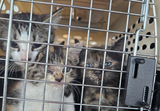 Tiverton Cats