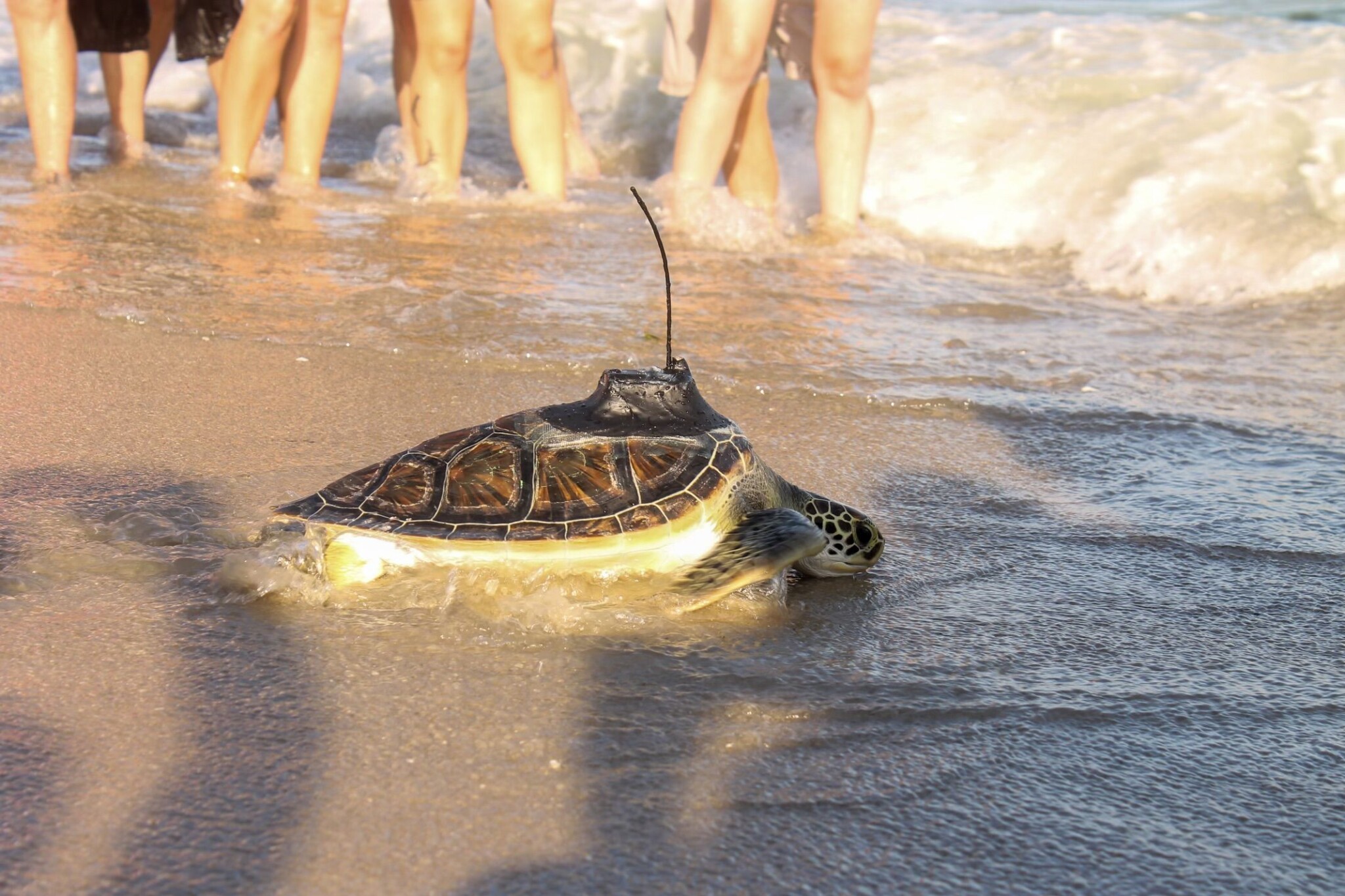 New England Aquarium Releases 6 Sea Turtles Off Cape Cod | ABC6