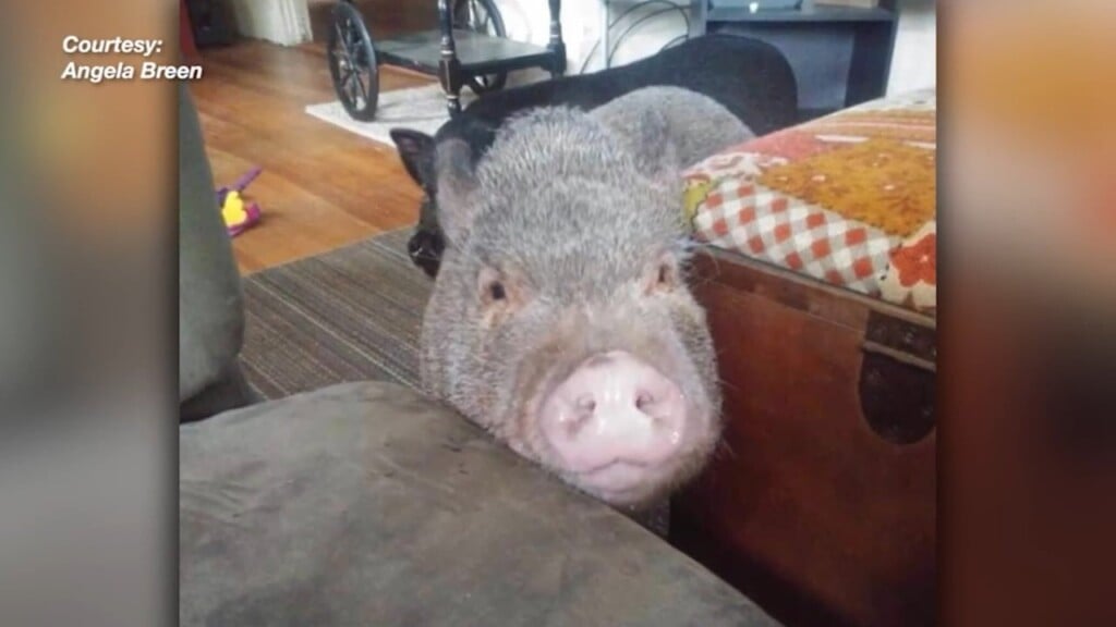 Farm Searching For Missing Pig