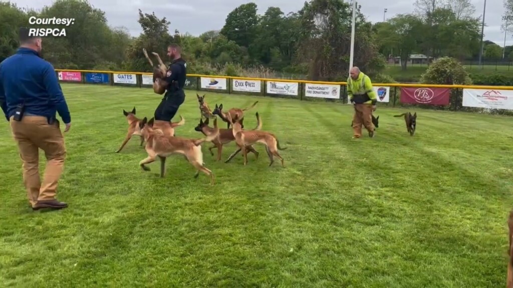 Rispca And South Kingstown Animal Control Take 9 Dogs Into Custody After Dog Attack