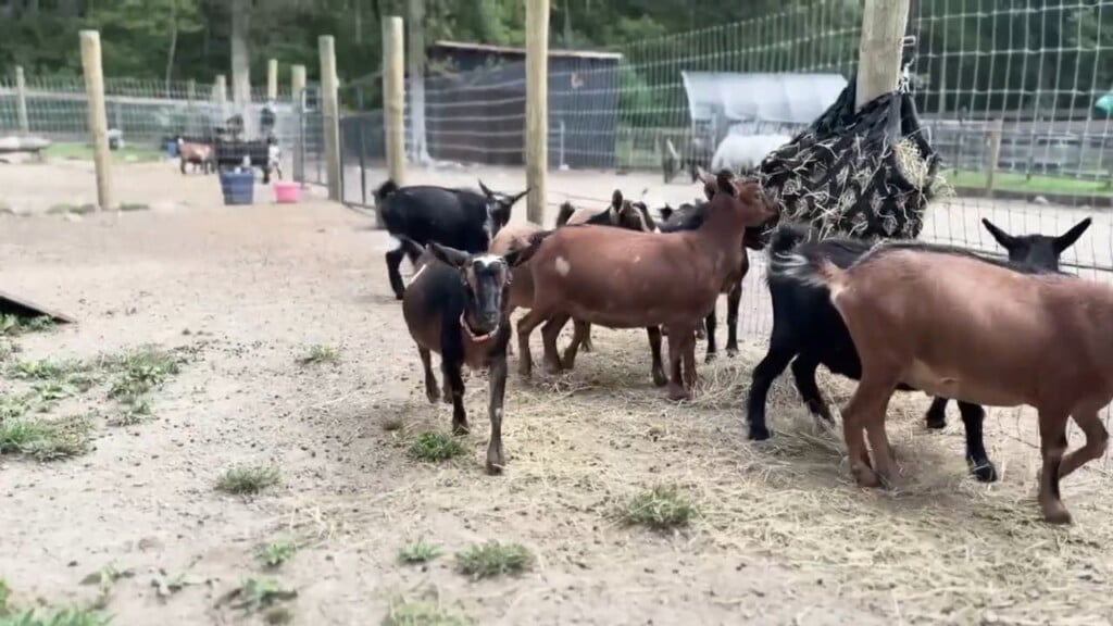 Veterans Find Healing Through Holistic Approach At Dare To Dream Ranch