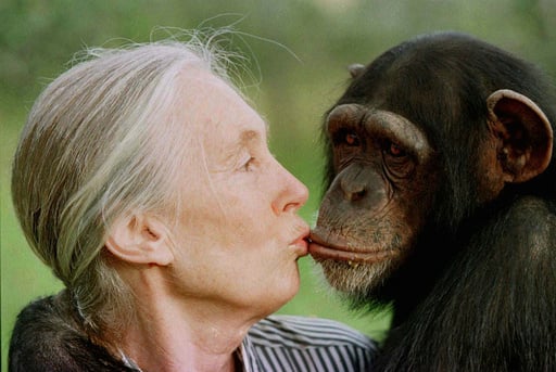 Jane Goodall, Conservationist Renowned For Chimpanzee Research And Environmental Advocacy, Has Died