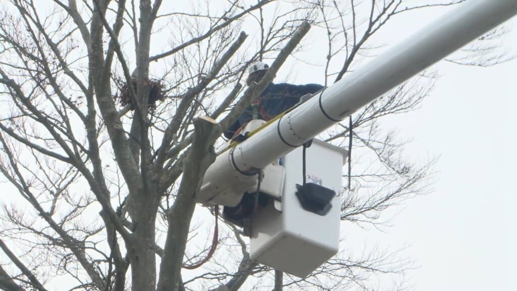 Newport Replacing 'liberty Tree'