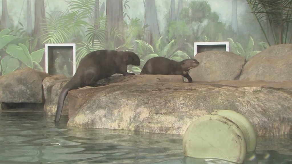 Visiting The Giant River Otters At Rwp Zoo