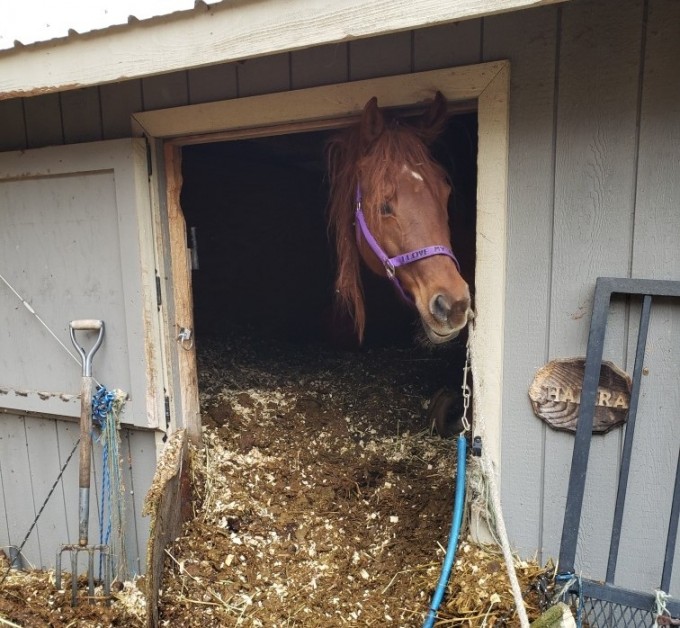 Abused Horse in Barn