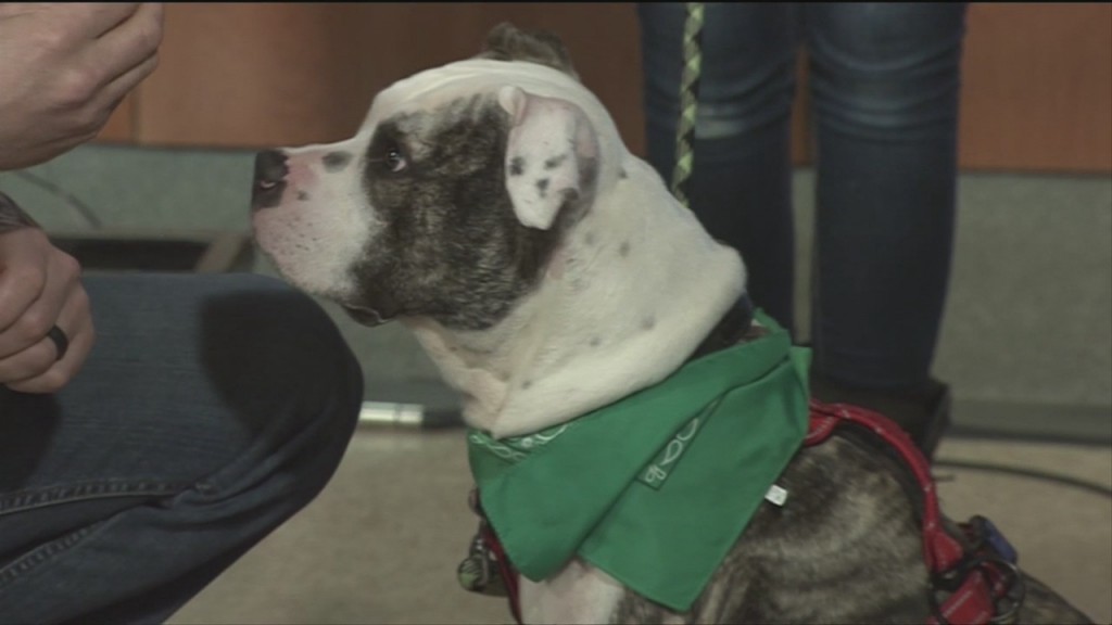 Pick Of The Litter: Meet Vincent!