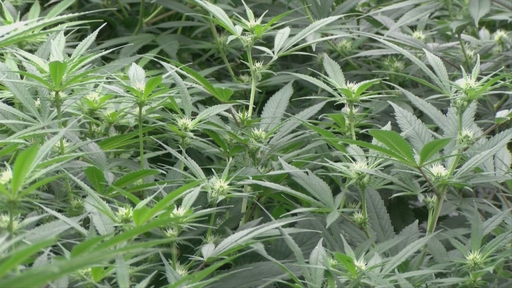 Recreational Marijuana