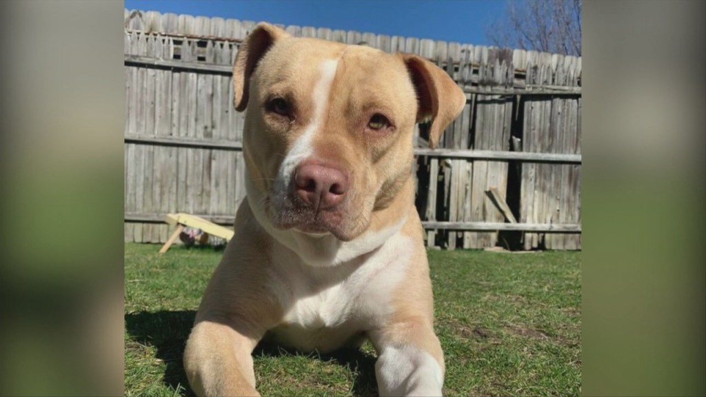 Pick Of The Litter: Meet Roxie