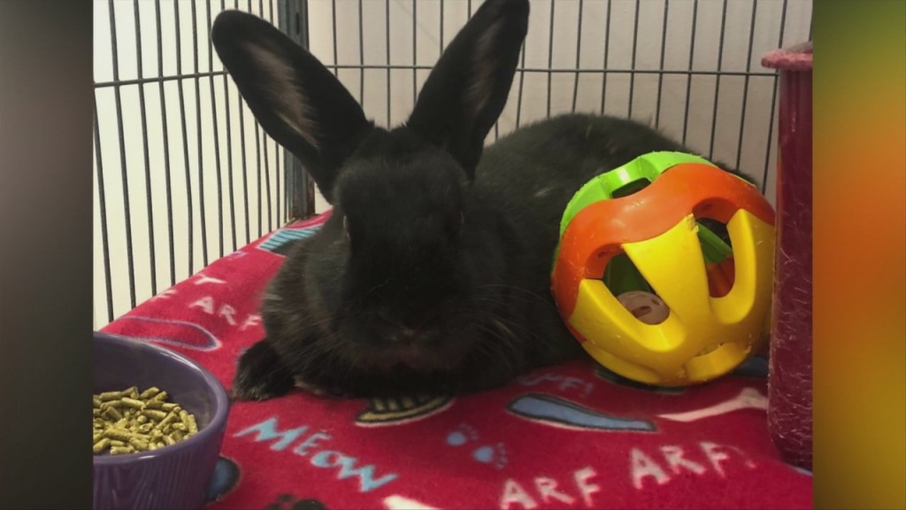 Pick Of The Litter: Meet Otto!