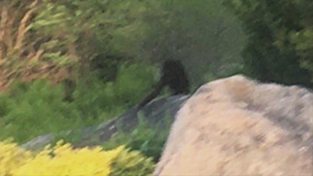 A Monkey On The Loose In Massachusetts