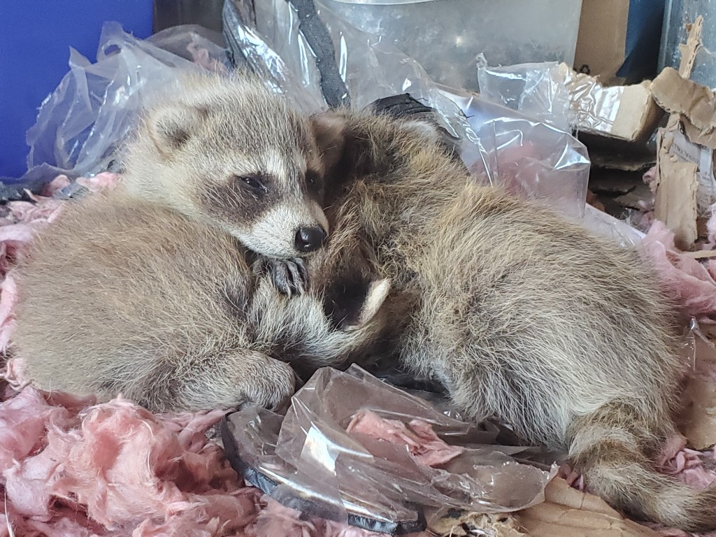Baby Raccoons (4)