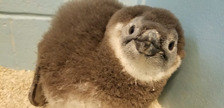 Penguin Chick49867 768x373