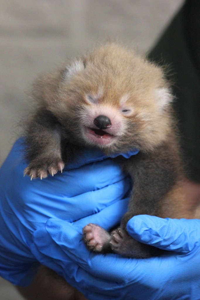 Bpzoo's Red Panda Cub At 21 Days Old During A Wellness Exam