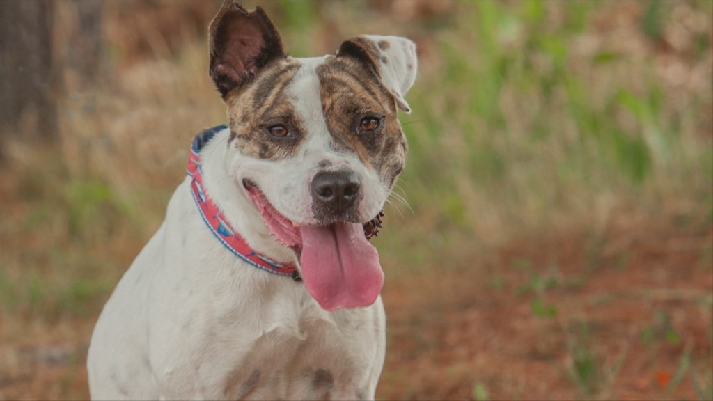 Pick Of The Litter 7 21 20