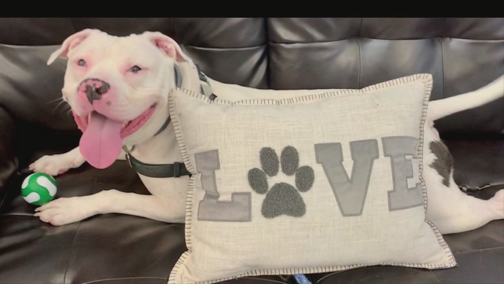 Pick Of The Litter 7 28 20