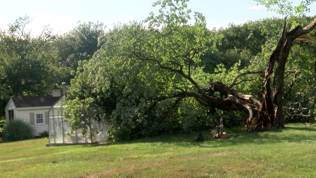 P Downed Trees.still001