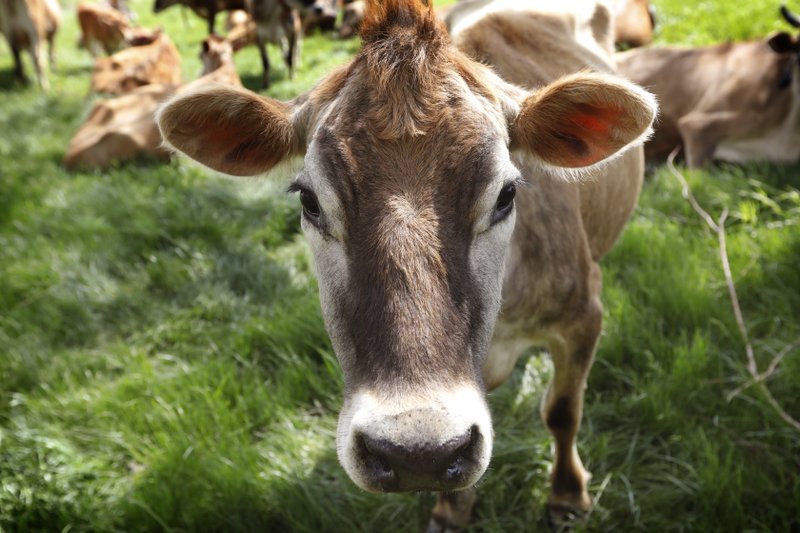 Cow