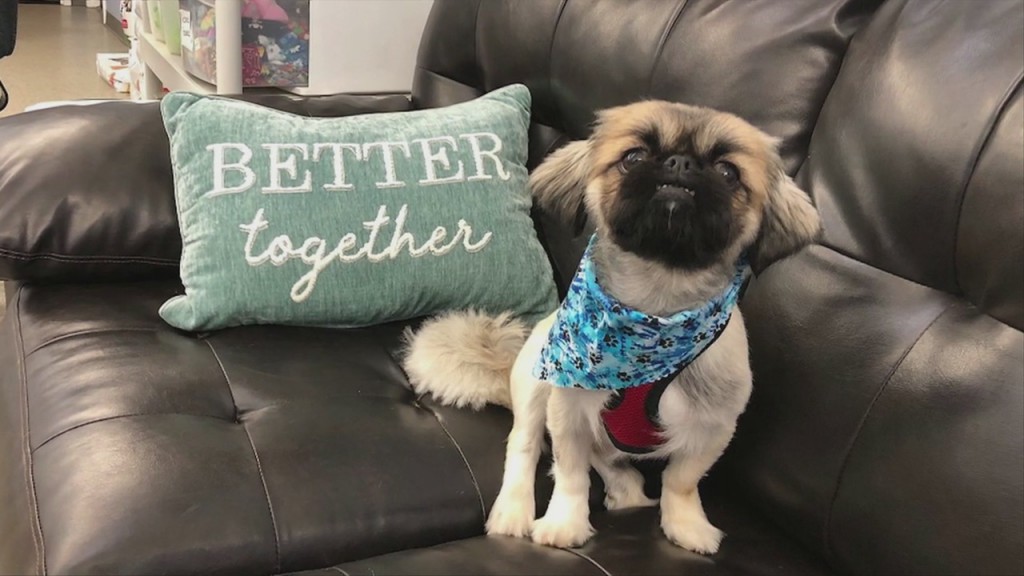 Pick Of The Litter 8 4 20