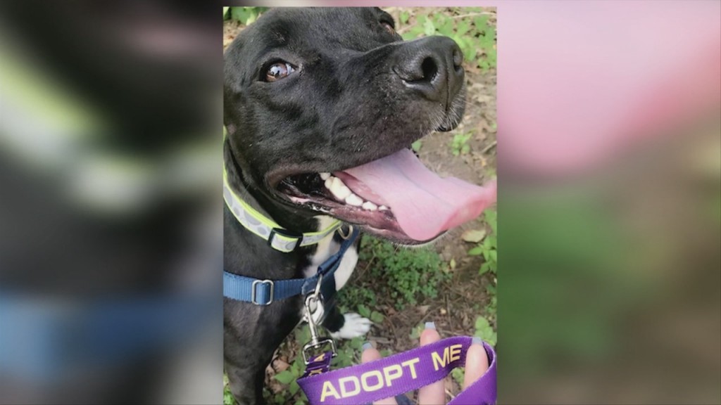 Pick Of The Litter: Meet Cash!