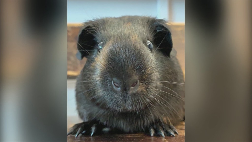 Pick Of The Litter: Meet Plum