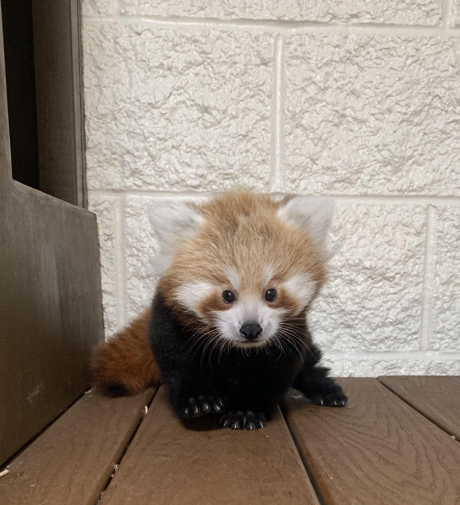 Bpzoo's Red Panda Cub Needs A Name!