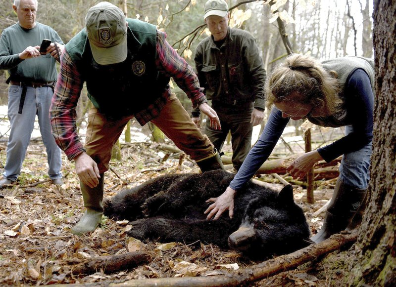 Nh Black Bear