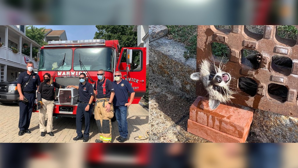 Warwick Raccoon Rescue