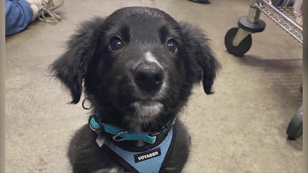 Pick Of The Litter: Meet Olive!