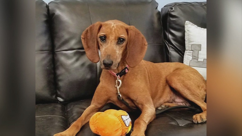 Pick Of The Litter: Meet Daisy