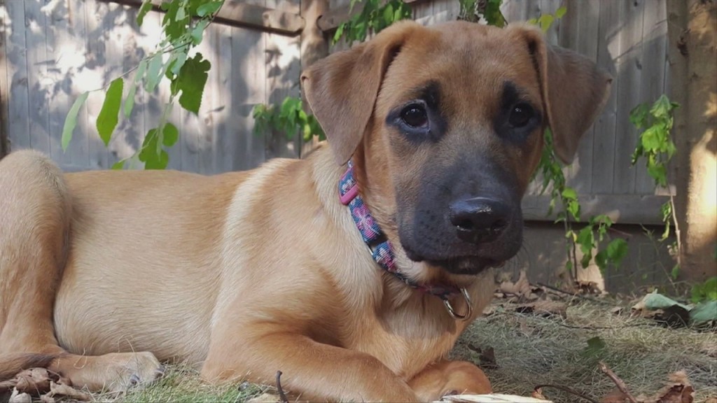 Pick Of The Litter: Meet Rizzo!