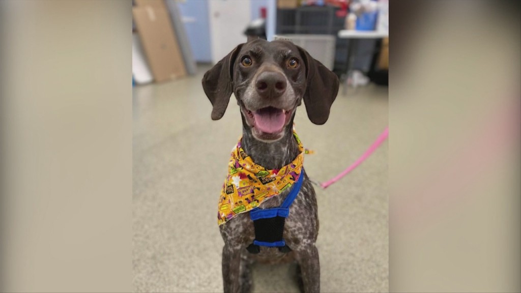 Pick Of The Litter: Meet Seeko & Meeko!