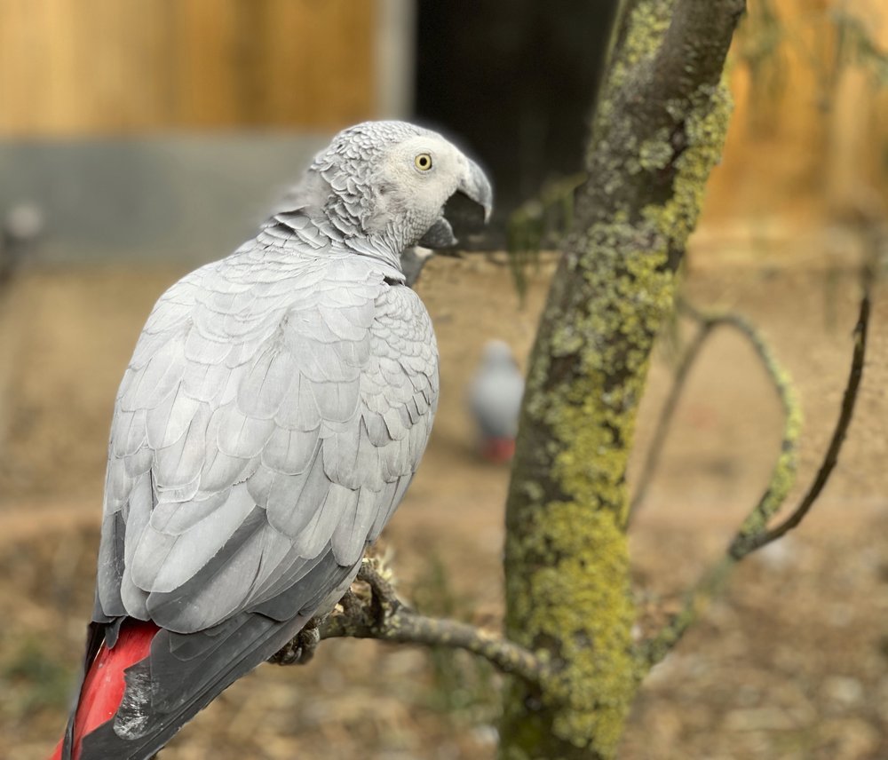 Gray Parrot