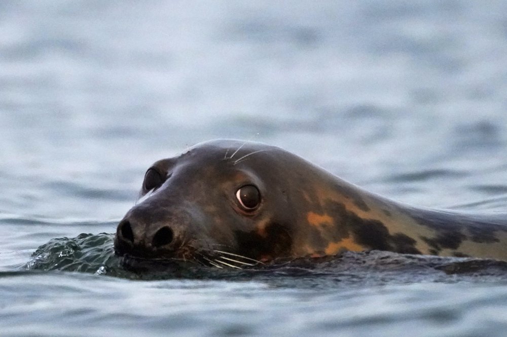 Grey Seal