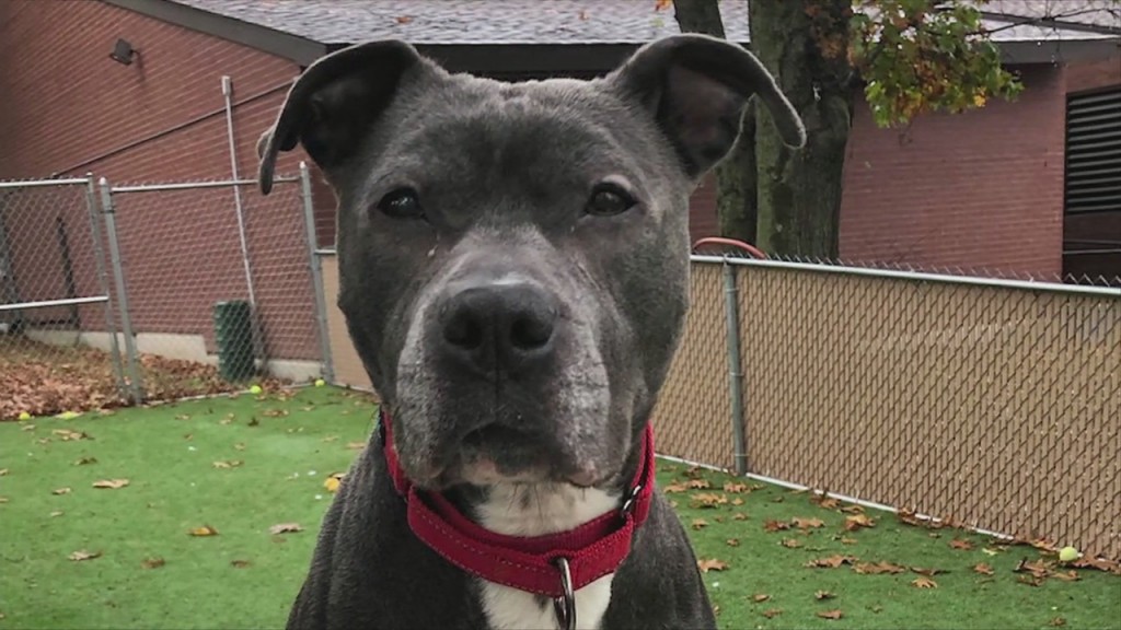 Pick Of The Litter: Meet Nova!