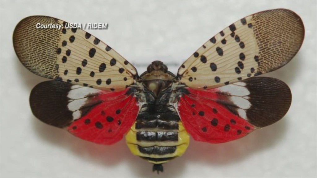 Ri Dem On Alert For New Invasive Species