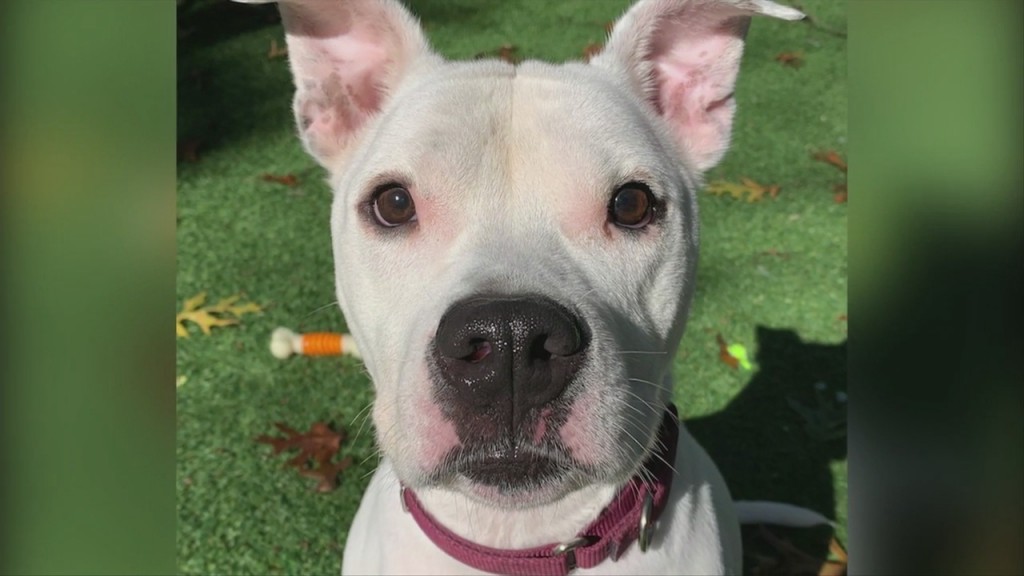 Pick Of The Litter: Meet Sachie