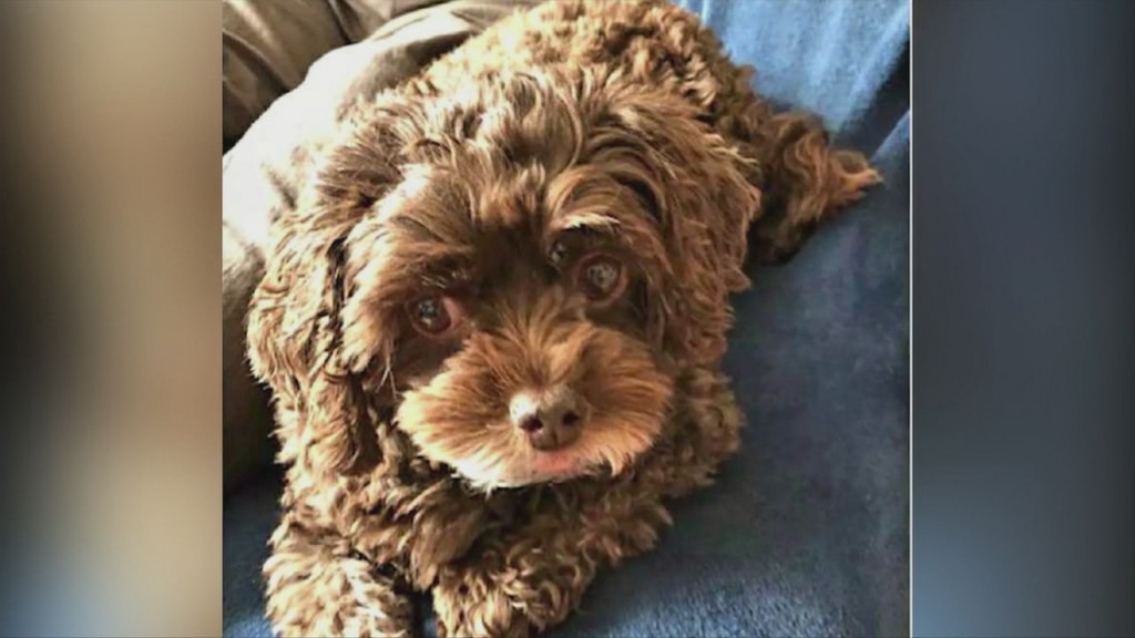 Pick Of The Litter: Meet Holly!